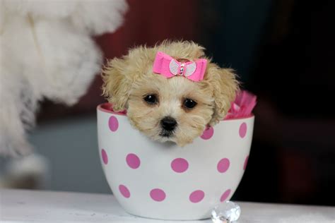 cup of tea pictures free|pictures of tea cup puppies.